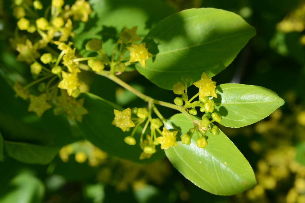 Arbusto spinoso - Paliurus spina-christi